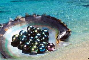 黑珍珠在线观看,探寻深海珍宝的神秘之旅  第2张